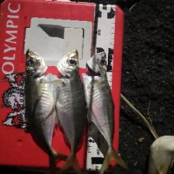 アジング練習 203