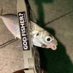 近所の漁港へアジ探し