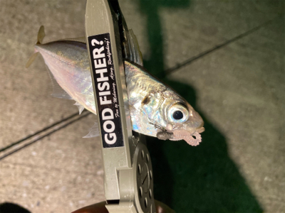 近所の漁港へアジ探し