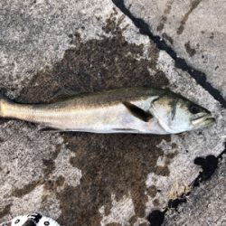 アジの泳がせでスズキが釣れました