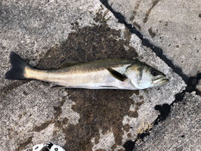 アジの泳がせでスズキが釣れました