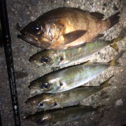 無風なのでついついアジング