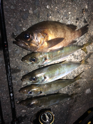 無風なのでついついアジング