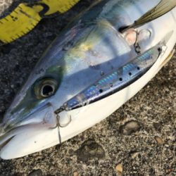 朝まずめを逃さず