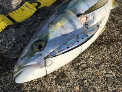 朝まずめを逃さず