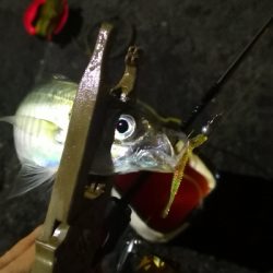 アジング練習 204