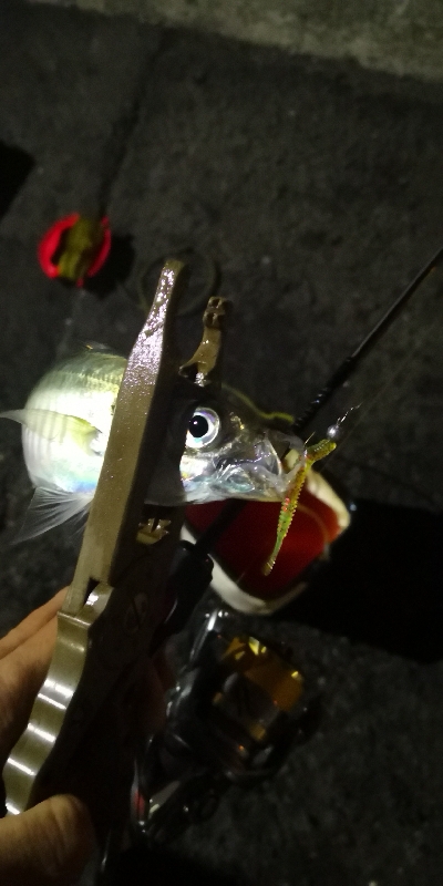 アジング練習 204