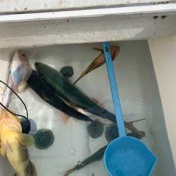 マイボート釣行