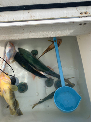 マイボート釣行