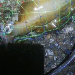 障泥烏賊4杯　チビハタ1匹