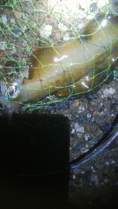 障泥烏賊4杯　チビハタ1匹