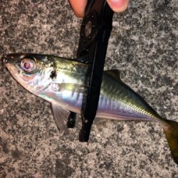 毎日アジング！