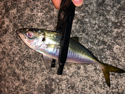 毎日アジング！