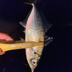 久々のデカメバル♪