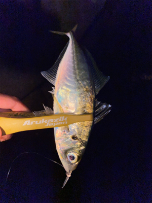 久々のデカメバル♪