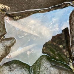 季節は秋でも、まだエソ祭り！！