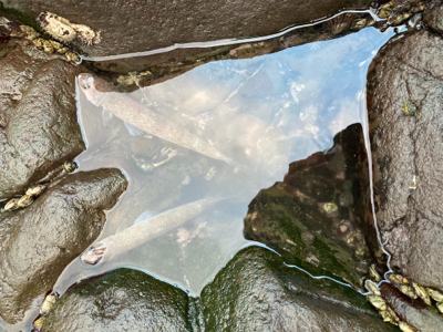 季節は秋でも、まだエソ祭り！！