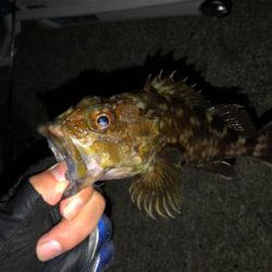 新波止で初アジング!