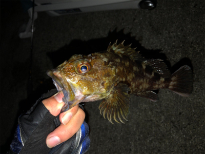 新波止で初アジング!