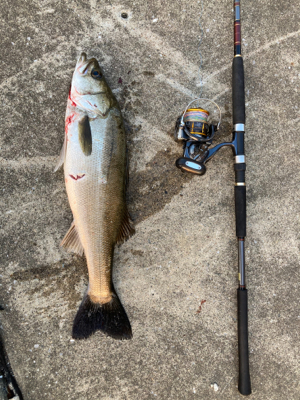 久しぶりの釣果