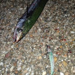 ランガンでズドン