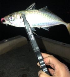 爆風アジング(1時間)