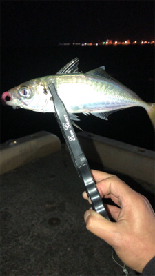 爆風アジング(1時間)