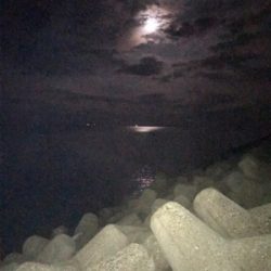 月夜でアオリイカ  GET＼(^o^)／