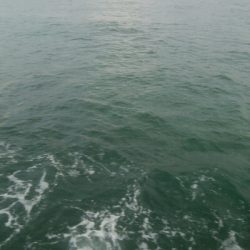 雨上がりに、障泥烏賊1杯