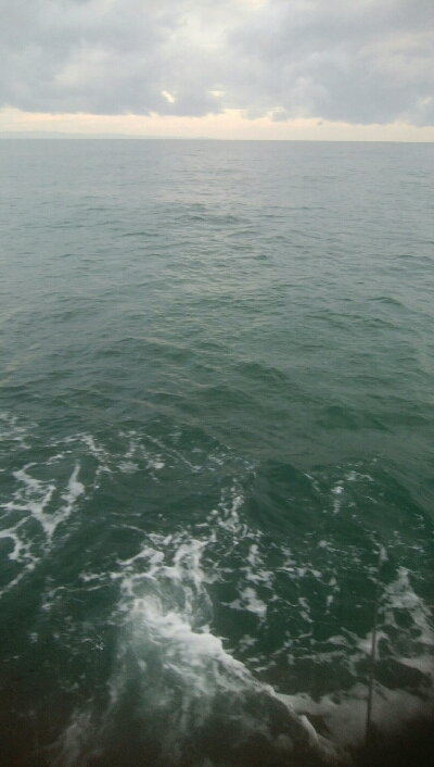 雨上がりに、障泥烏賊1杯