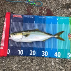 〜県南釣行〜青物リベンジ