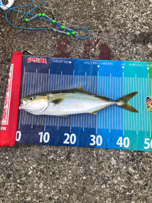 〜県南釣行〜青物リベンジ