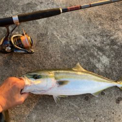 ハマチゲッツ！