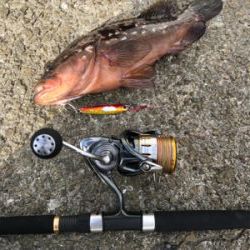 ☆10年物アコウ