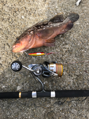 ☆10年物アコウ