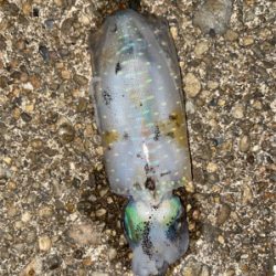 とれとれ裏でエギング