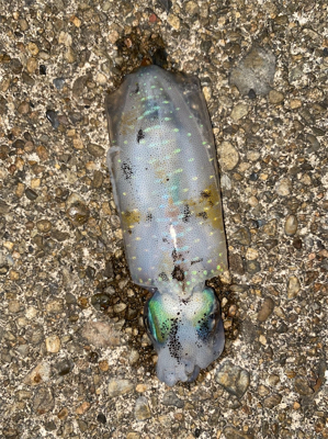 とれとれ裏でエギング