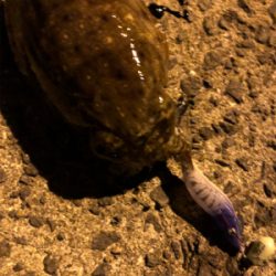 のんびりコウイカエギング