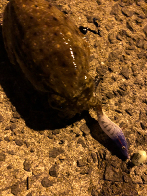 のんびりコウイカエギング