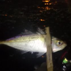 アジング練習 205