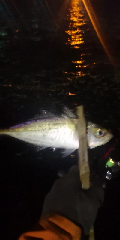 アジング練習 205