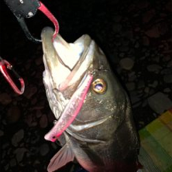 ランカー2本(^^)v