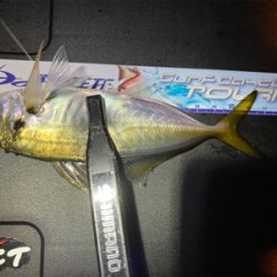 大潮干潮　月明かり　アジにそんなの関係ない