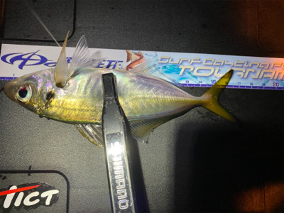 大潮干潮　月明かり　アジにそんなの関係ない