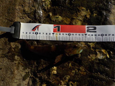 くちびる真っ青。アナハゼです！