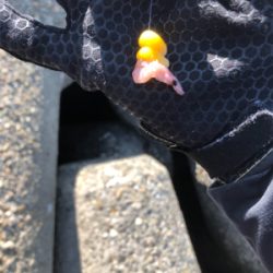 テトラでウキ釣り