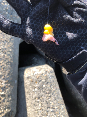 テトラでウキ釣り