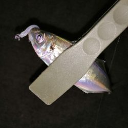 今年のアジング