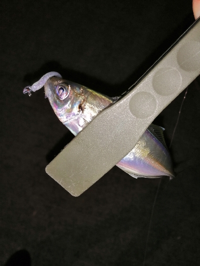 今年のアジング