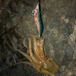 サイズ上がってきました